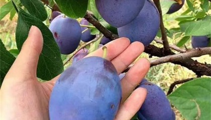 女神西梅苗品种优势如何?心目中好吃的品种