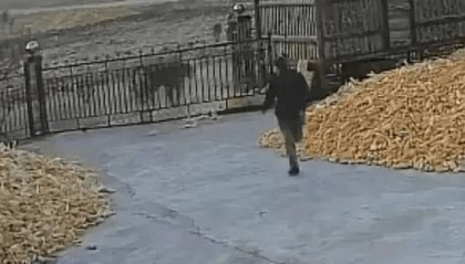 虎、熊、野猪……2024年末为何如此多猛兽下山?