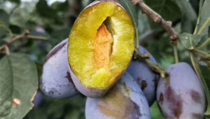 女神西梅苗栽植经济效益高的品种、西梅中的“王者”品种