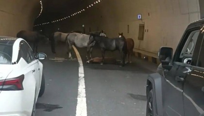 一匹小马倒在隧道里,五匹大马围住“拦路求助”,警方称已到现场处理