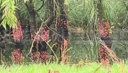 头皮发麻!贵阳十里河滩的树干被“染”成粉色