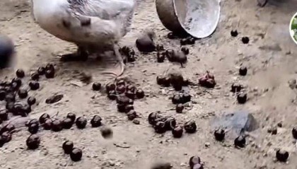 车厘子喂鸡惹争议 四川汉源果农回应：旧视频，喂鸡的是“次果”