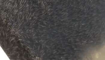 震撼！大连海域出现大规模鱼群，密密麻麻染黑海面