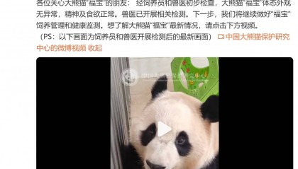中国大熊猫保护研究中心:经初步检查,“福宝”体态外观无异常