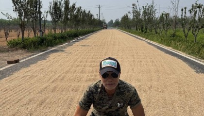 70岁任达华回山东老家收麦子：只有站在这里才明白什么是根的感觉