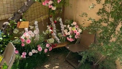女子打卡网红咖啡店坐断古树被索赔6千元,店家称钱已转交房东,律师:店家负主要责任