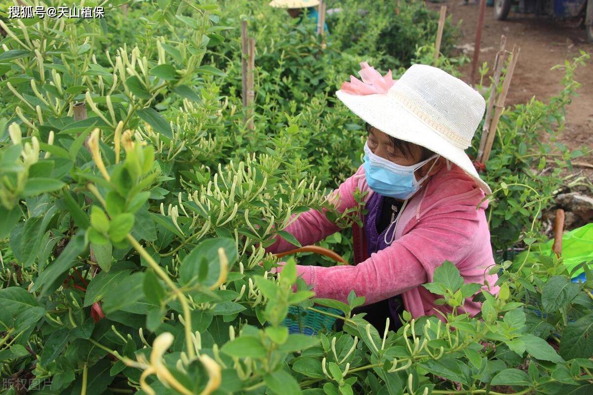 种植哪种药材比较好