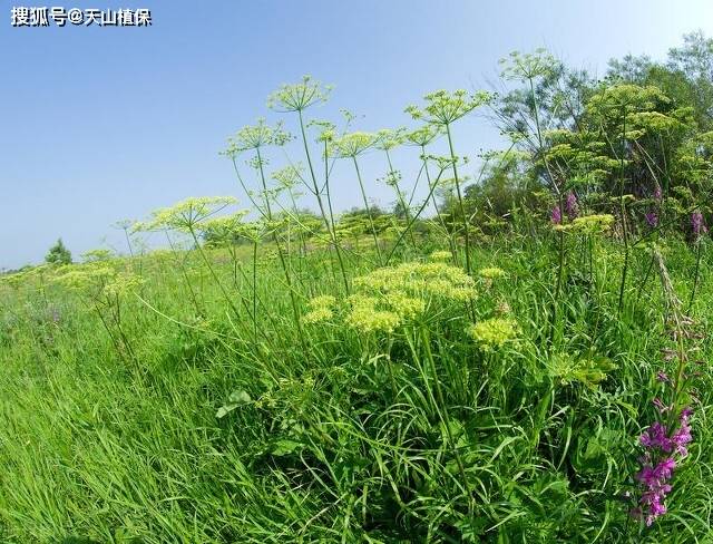 种植哪种药材比较好