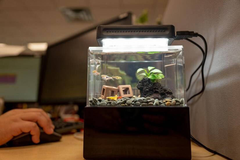新手养鱼该怎样做准备