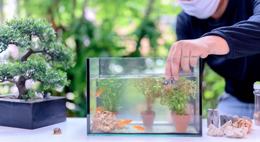 新手养鱼该怎样做准备