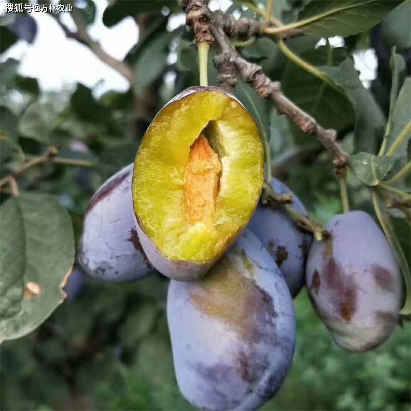 女神西梅苗栽植经济效益高的品种、西梅中的“王者”品种