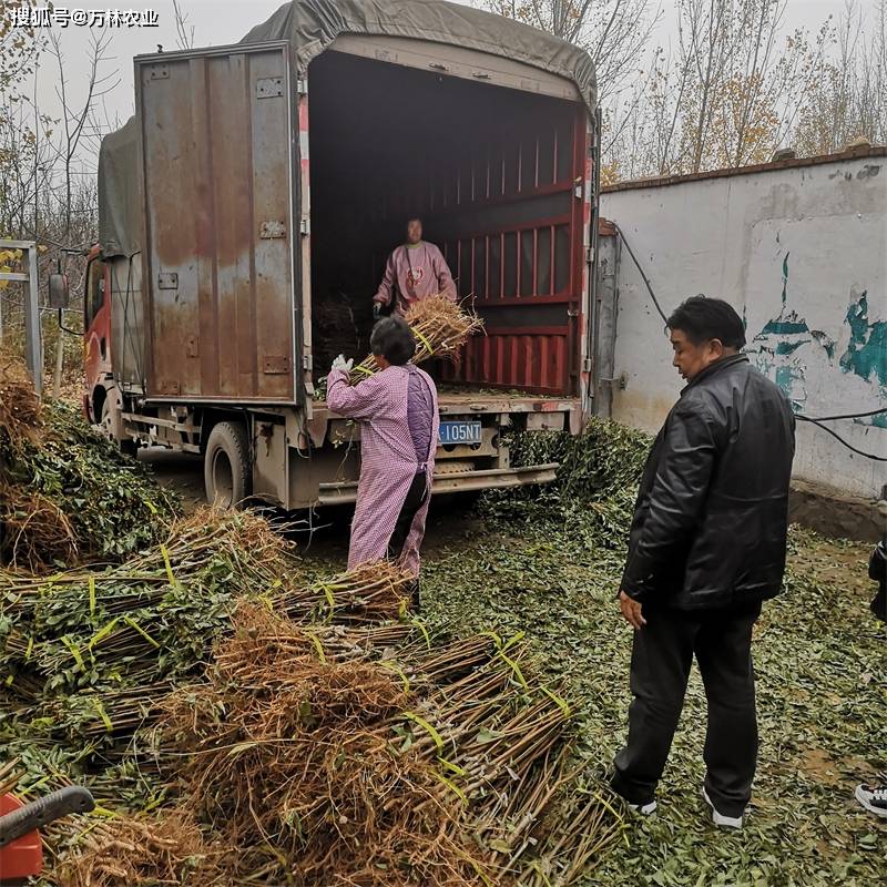 女神西梅苗栽植经济效益高的品种、西梅中的“王者”品种