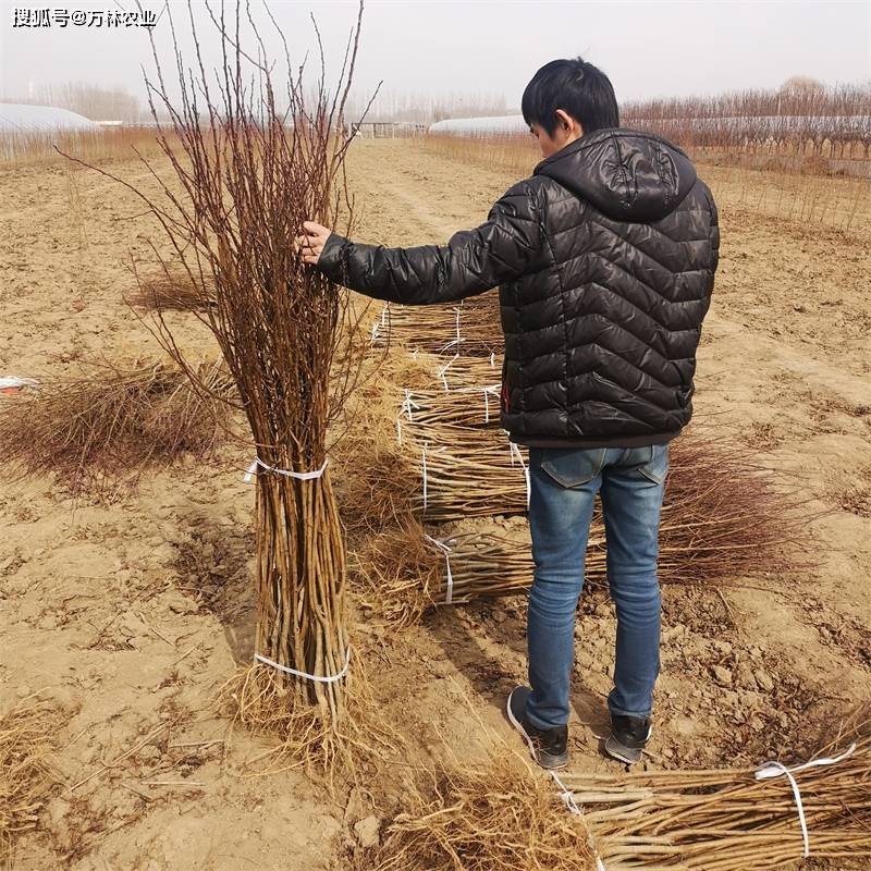女神西梅苗栽植经济效益高的品种、西梅中的“王者”品种