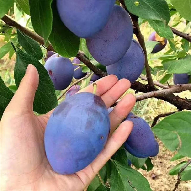 女神西梅苗品种优势如何？心目中好吃的品种