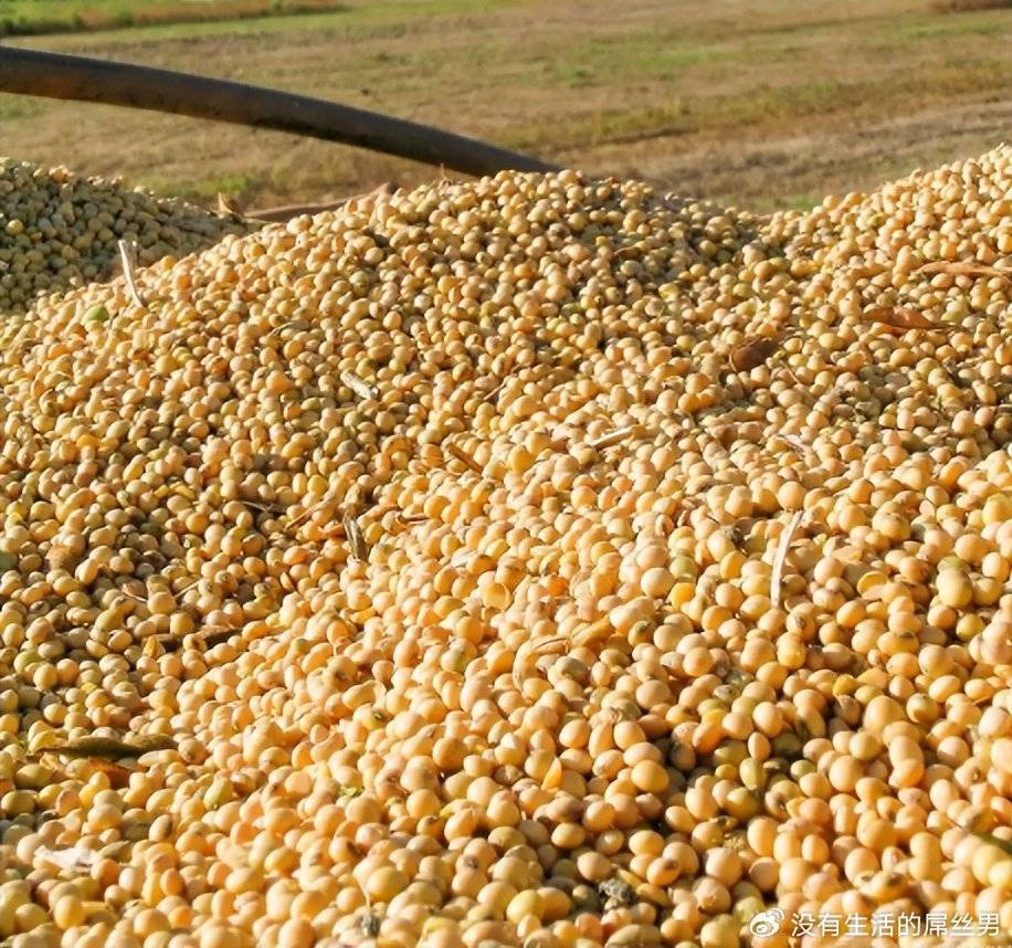 美国大豆惊人价格逆袭！竟比阿根廷便宜150元/吨，真相是什么？