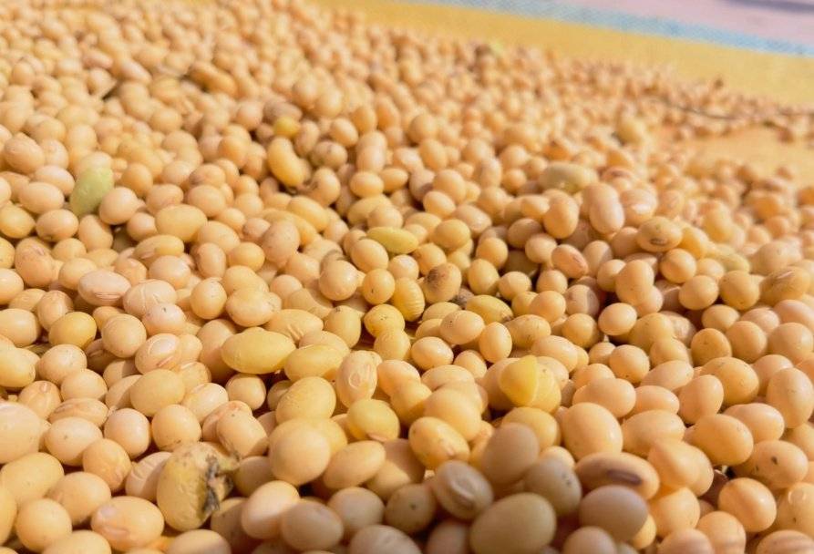 美国大豆惊人价格逆袭！竟比阿根廷便宜150元/吨，真相是什么？