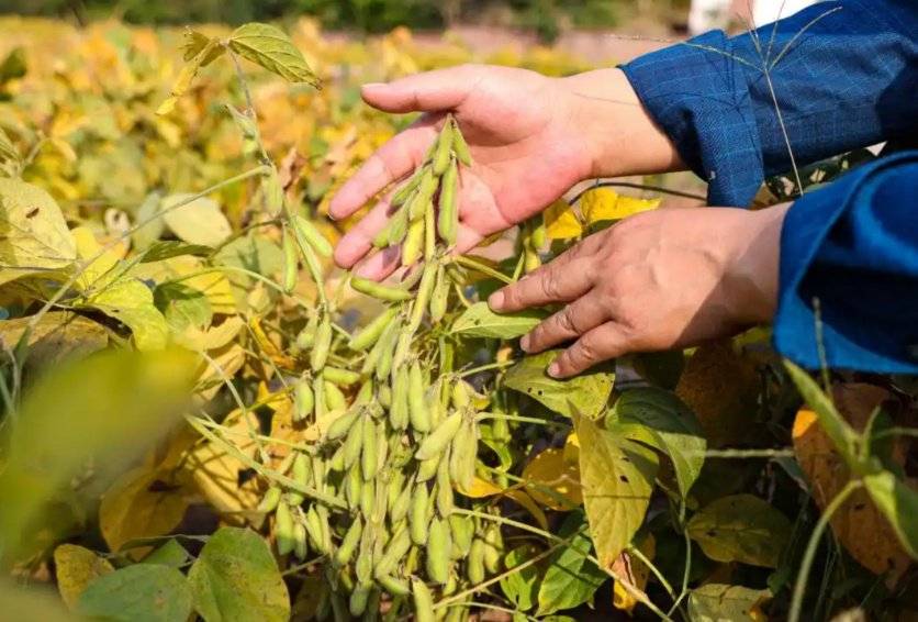 美国大豆惊人价格逆袭！竟比阿根廷便宜150元/吨，真相是什么？